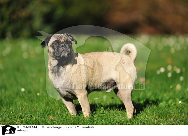 Retromops / retropug / YJ-04144
