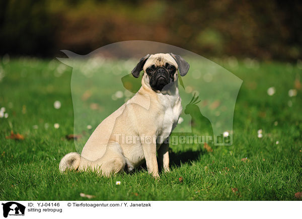 sitzender Retromops / sitting retropug / YJ-04146
