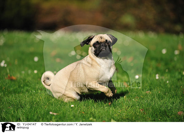 Retromops / retropug / YJ-04147
