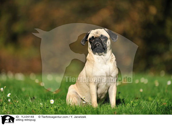 sitzender Retromops / sitting retropug / YJ-04148