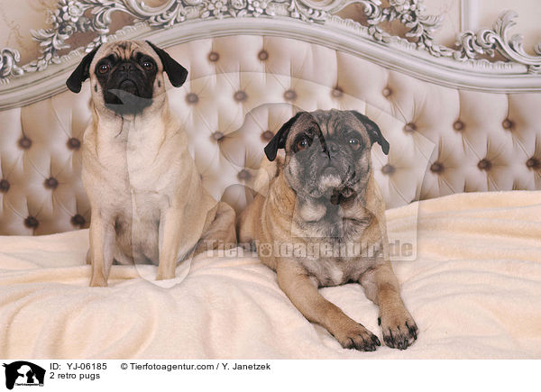 2 Retrompse / 2 retro pugs / YJ-06185