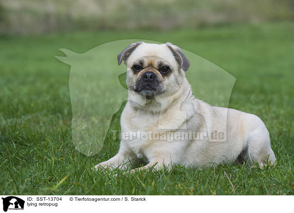 liegender Retromops / lying retropug / SST-13704