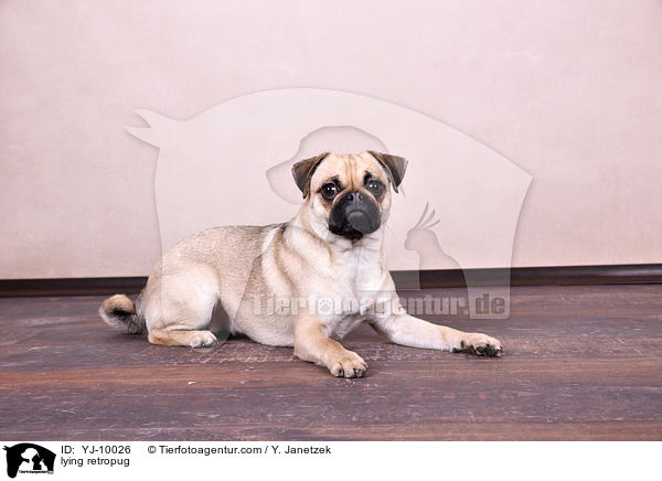 liegender Retromops / lying retropug / YJ-10026