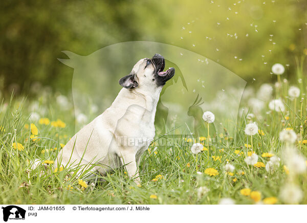 Mops / pug / JAM-01655