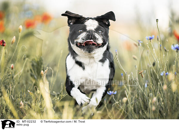 Retromops / retro pug / MT-02232