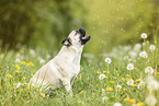 pug