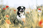 retro pug