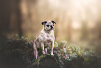 Retropug