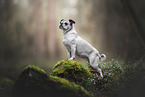 Retropug
