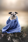 Retropug