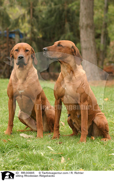 sitzende / sitting Rhodesian Ridgebacks / RR-00885