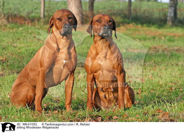 sitzende / sitting Rhodesian Ridgebacks / RR-01053