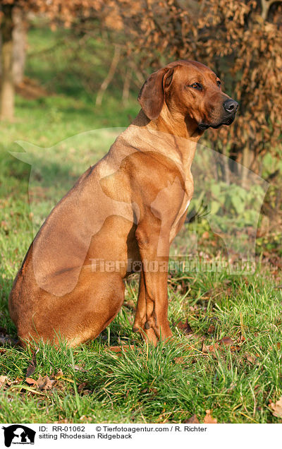 sitzender / sitting Rhodesian Ridgeback / RR-01062