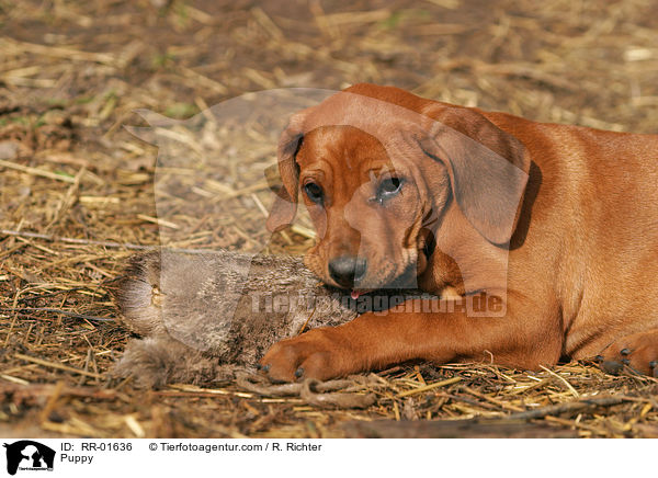 Puppy / RR-01636