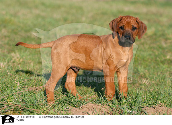 Rhodesian Ridgeback Welpe / Puppy / RR-01648
