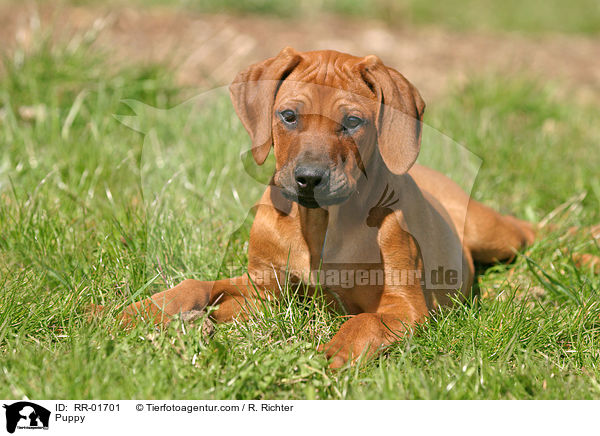 Rhodesian Ridgeback Welpe / Puppy / RR-01701