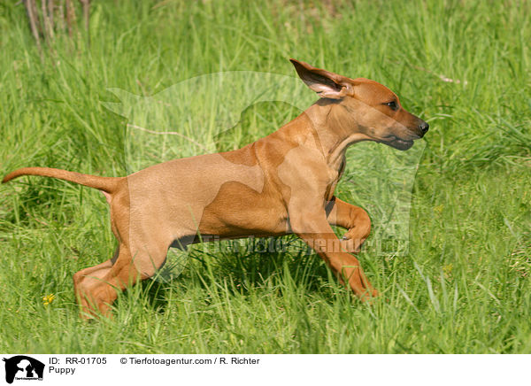 Rhodesian Ridgeback Welpe / Puppy / RR-01705