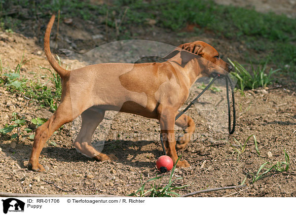Puppy / RR-01706