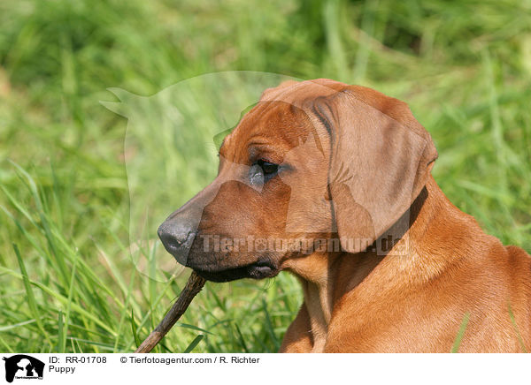 Rhodesian Ridgeback Welpe / Puppy / RR-01708