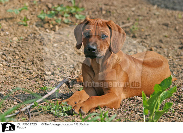 Rhodesian Ridgeback Welpe / Puppy / RR-01723
