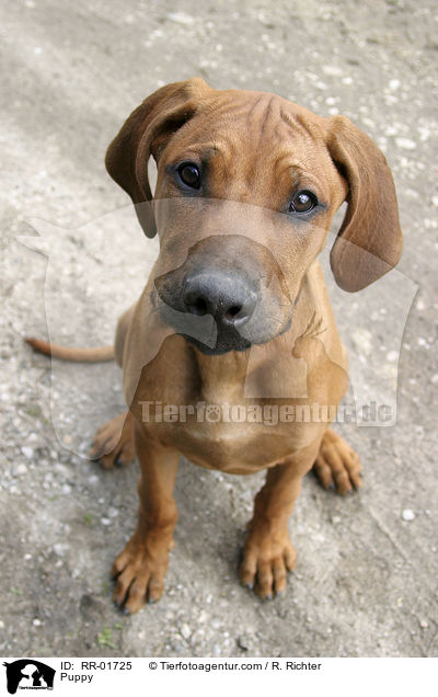 Puppy / RR-01725
