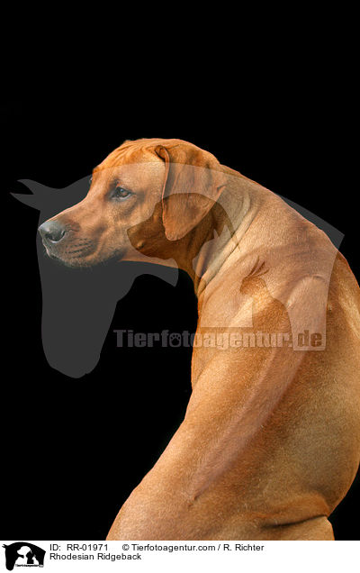 Rhodesian Ridgeback / Rhodesian Ridgeback / RR-01971