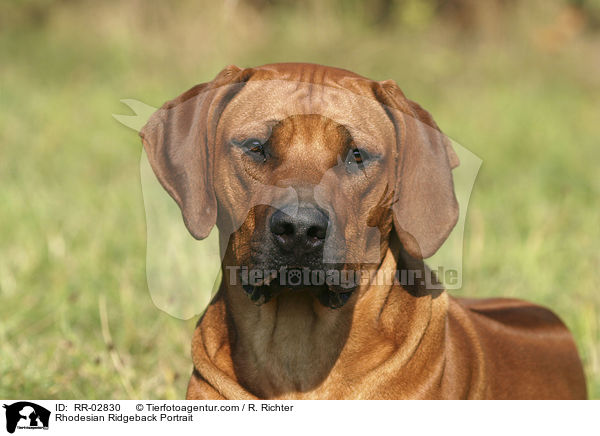 Rhodesian Ridgeback Portrait / Rhodesian Ridgeback Portrait / RR-02830