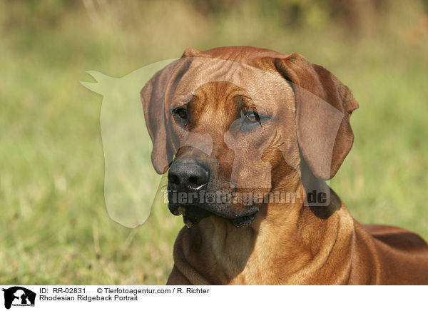 Rhodesian Ridgeback Portrait / Rhodesian Ridgeback Portrait / RR-02831