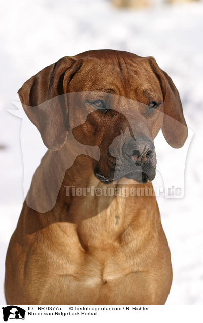 Rhodesian Ridgeback Portrait / Rhodesian Ridgeback Portrait / RR-03775