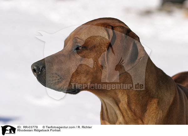 Rhodesian Ridgeback Portrait / Rhodesian Ridgeback Portrait / RR-03778