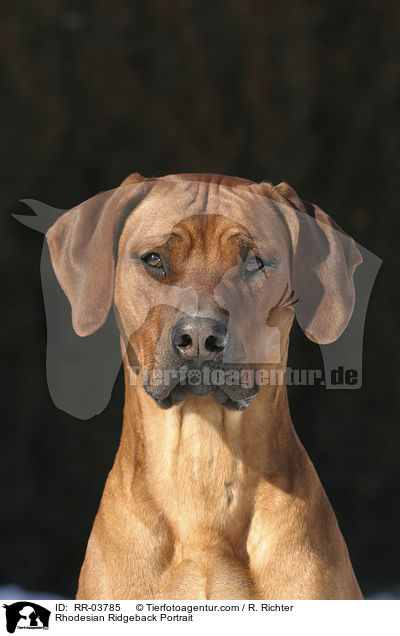 Rhodesian Ridgeback Portrait / Rhodesian Ridgeback Portrait / RR-03785