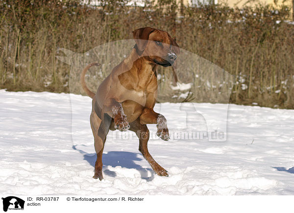 Rhodesian Ridgeback in Aktion / action / RR-03787