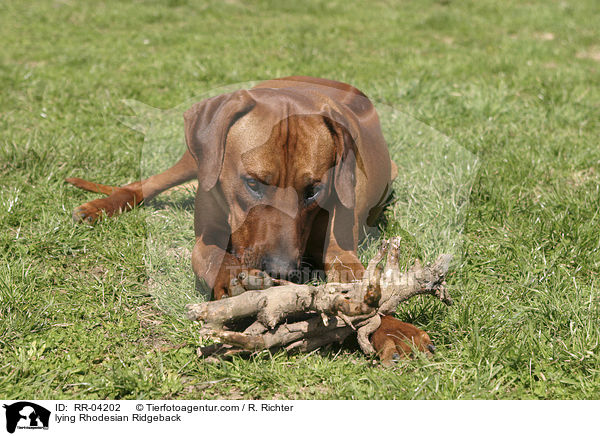 liegender / lying Rhodesian Ridgeback / RR-04202