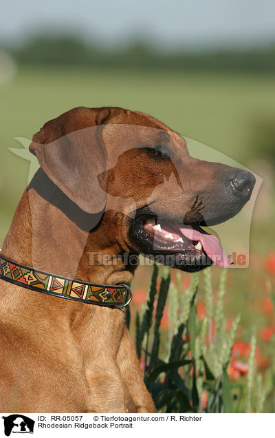 Rhodesian Ridgeback Portrait / Rhodesian Ridgeback Portrait / RR-05057