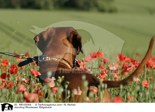 stehender / standing Rhodesian Ridgeback / RR-05069
