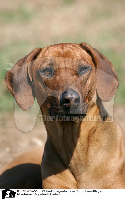 Rhodesian Ridgeback Portrait / Rhodesian Ridgeback Portrait / SS-02455