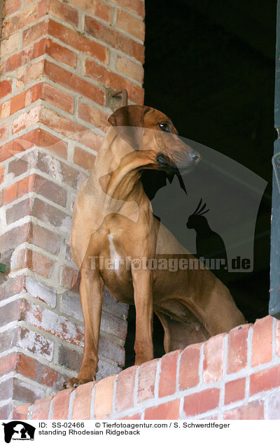 stehender Rhodesian Ridgeback / standing Rhodesian Ridgeback / SS-02466