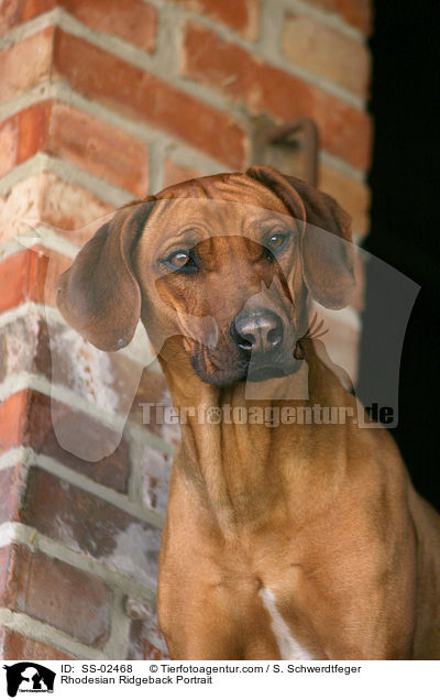 Rhodesian Ridgeback Portrait / Rhodesian Ridgeback Portrait / SS-02468