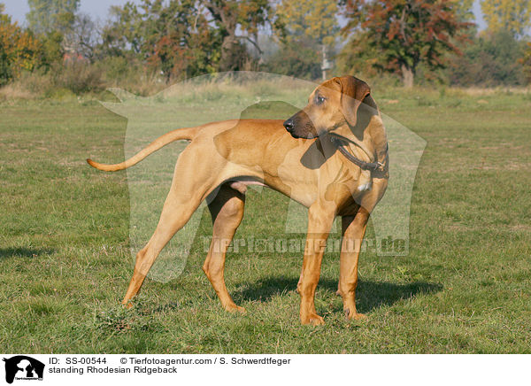 stehender Rhodesian Ridgeback / standing Rhodesian Ridgeback / SS-00544