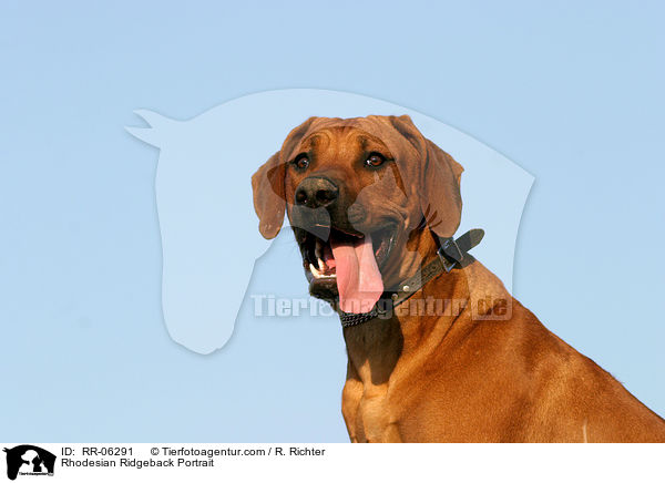Rhodesian Ridgeback Portrait / RR-06291