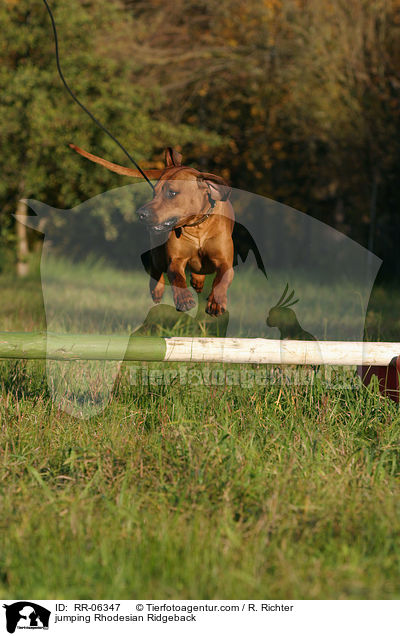 springender / jumping Rhodesian Ridgeback / RR-06347