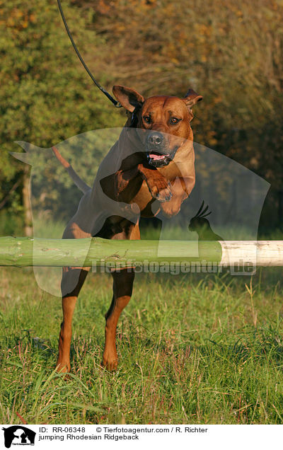 springender / jumping Rhodesian Ridgeback / RR-06348