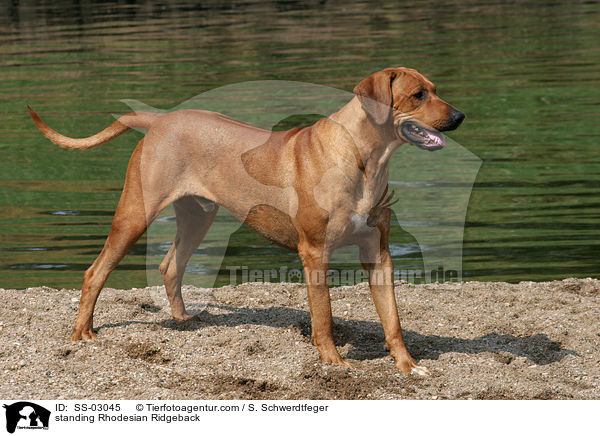 stehender Rhodesian Ridgeback / standing Rhodesian Ridgeback / SS-03045