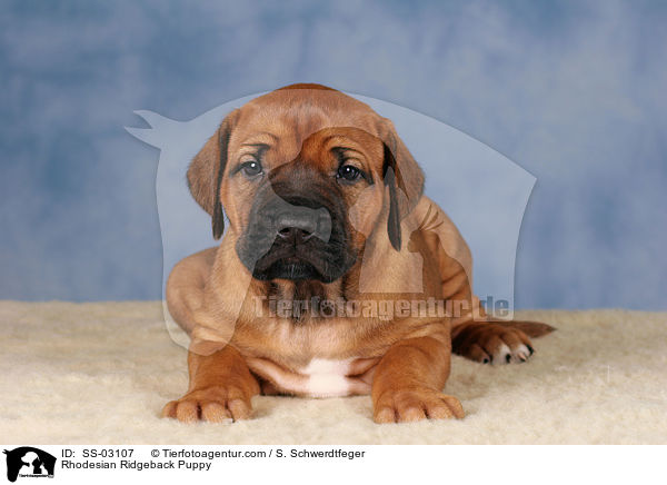 Rhodesian Ridgeback Welpe / Rhodesian Ridgeback Puppy / SS-03107