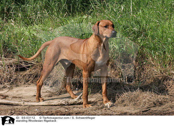 stehender Rhodesian Rigeback / standing Rhodesian Rigeback / SS-03112