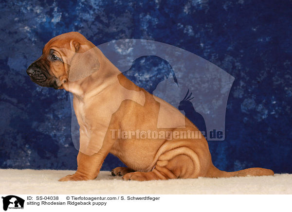 sitzender Rhodesian Ridgeback / sitting Rhodesian Ridgeback puppy / SS-04038