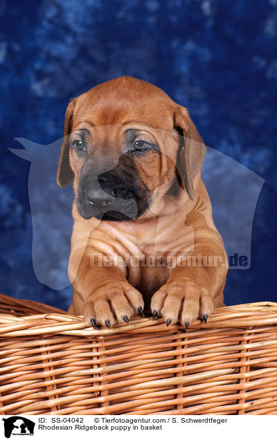 Rhodesian Ridgeback Welpe im Krbchen / Rhodesian Ridgeback puppy in basket / SS-04042