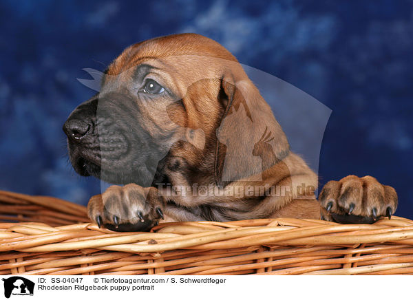 Rhodesian Ridgeback Welpe Portrait / Rhodesian Ridgeback puppy portrait / SS-04047