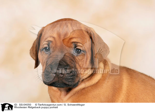 Rhodesian Ridgeback Welpe Portrait / Rhodesian Ridgeback puppy portrait / SS-04050