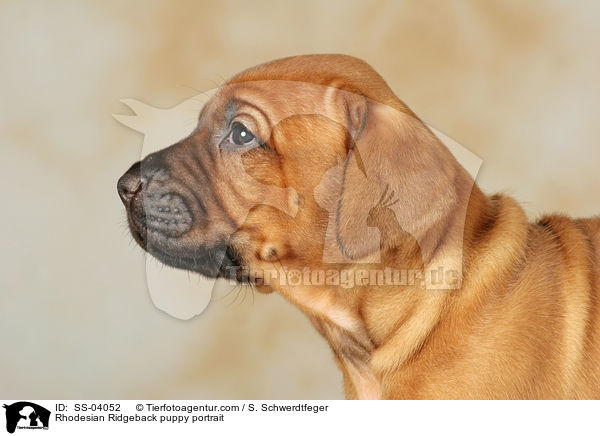Rhodesian Ridgeback Welpe Portrait / Rhodesian Ridgeback puppy portrait / SS-04052
